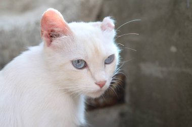 Turkuaz mavi gözlü ve pembe kusurlu kulaklı saf beyaz kedi.