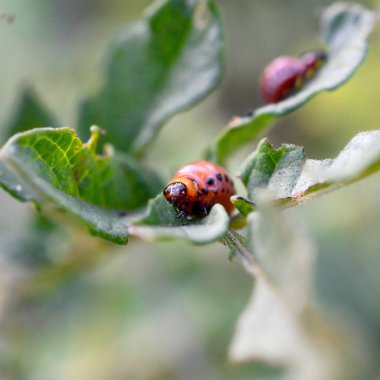 Colorado patates böceği larvaları genç patates yaprağı yemek
