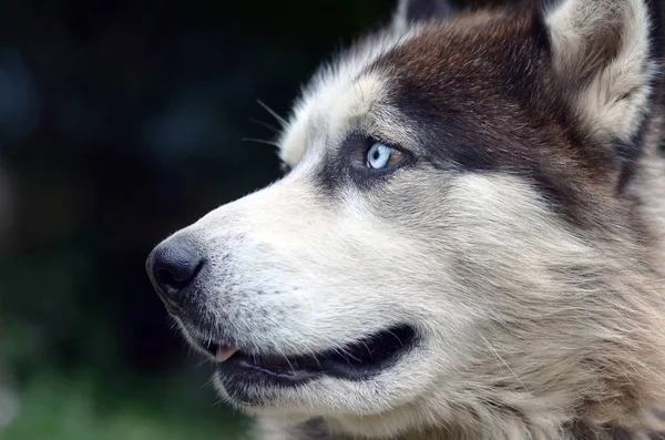 Arctic Malamute con ojos azules bozal retrato de cerca. Este es un perro bastante grande tipo nativo — Foto de Stock