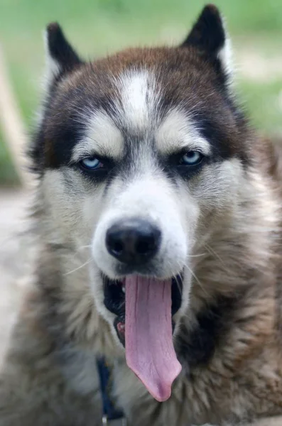 Sleepy husky dog funny yawns with wide open mouth and long tongue — Stok Foto