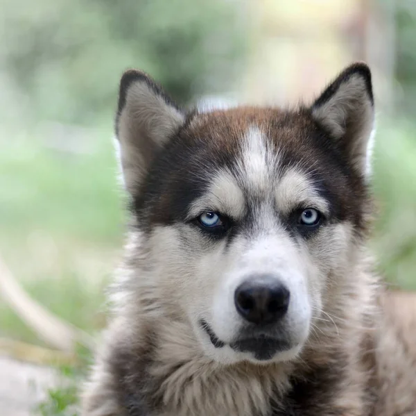 Arctic Malamute com olhos azuis retrato focinho de perto. Este é um tipo nativo de cão bastante grande — Fotografia de Stock