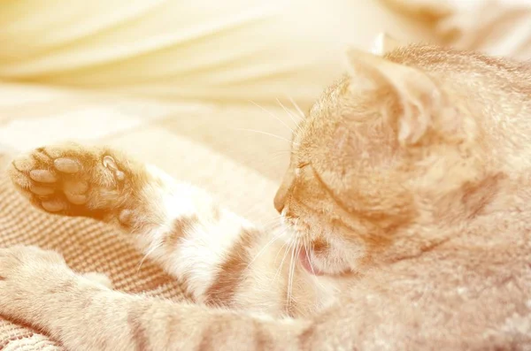 Retrato de gato tabby sentado e lambendo o cabelo ao ar livre e encontra-se no sofá marrom — Fotografia de Stock