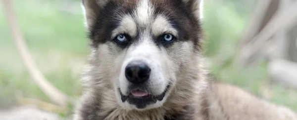 Arctic Malamute com olhos azuis retrato focinho de perto. Este é um tipo nativo de cão bastante grande — Fotografia de Stock