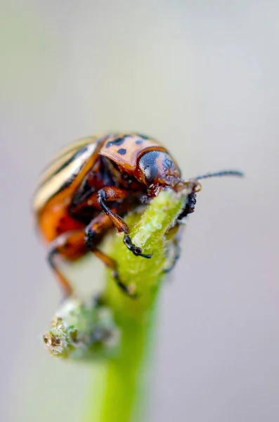 Colorado kever Leptinotarsa decemlineata kruipen op pot — Stockfoto