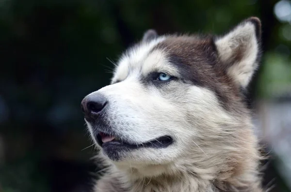 Orgulhoso bonito jovem cão husky com cabeça no perfil sentado no jardim — Fotografia de Stock
