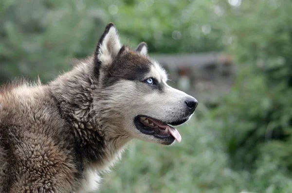 Arctic Malamute com olhos azuis retrato focinho de perto. Este é um tipo nativo de cão bastante grande — Fotografia de Stock