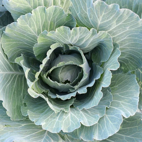 Green cabbage maturing head growing in vegetable farm — Stock Photo, Image