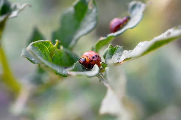 Colorado kever larven eten blad van jonge aardappel — Stockfoto