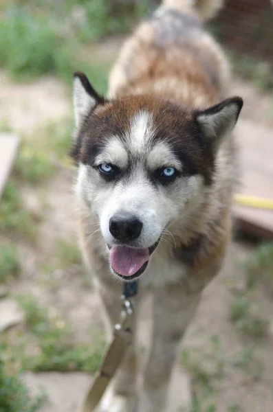 Sarkvidéki Malamute kék szeme szájkosár portré közelről. Ez egy meglehetősen nagy kutya natív típusú — Stock Fotó