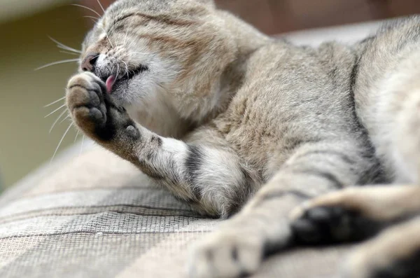 Retrato de gato tabby sentado y lamiéndose el pelo al aire libre y tumbado en un sofá marrón —  Fotos de Stock