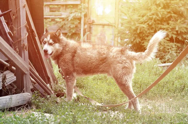 Sibirischer Husky-Hund mit blauen Augen steht und blickt voraus — Stockfoto
