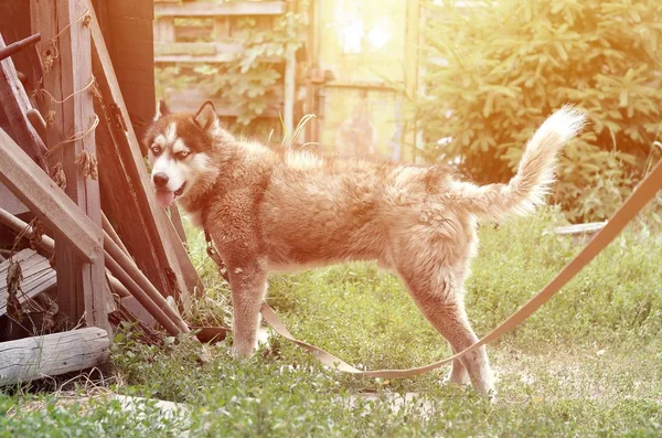 Chien husky sibérien aux yeux bleus se tient debout et regarde vers l'avenir — Photo