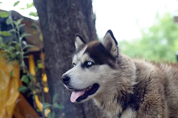 Arctic Malamute con ojos azules bozal retrato de cerca. Este es un perro bastante grande tipo nativo — Foto de Stock