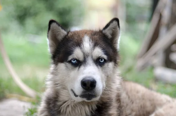 Arctic Malamute con ojos azules bozal retrato de cerca. Este es un perro bastante grande tipo nativo — Foto de Stock