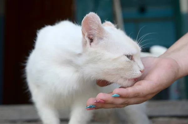 白猫低头闻和吃猫的食物 — 图库照片
