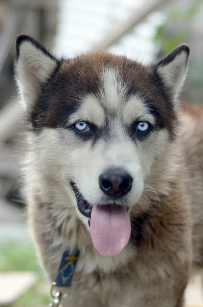 Malamute artico con occhi azzurri muso ritratto da vicino. Questo è un cane abbastanza grande tipo nativo — Foto Stock