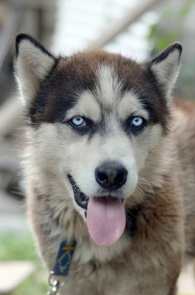 Arctic Malamute con ojos azules bozal retrato de cerca. Este es un perro bastante grande tipo nativo — Foto de Stock