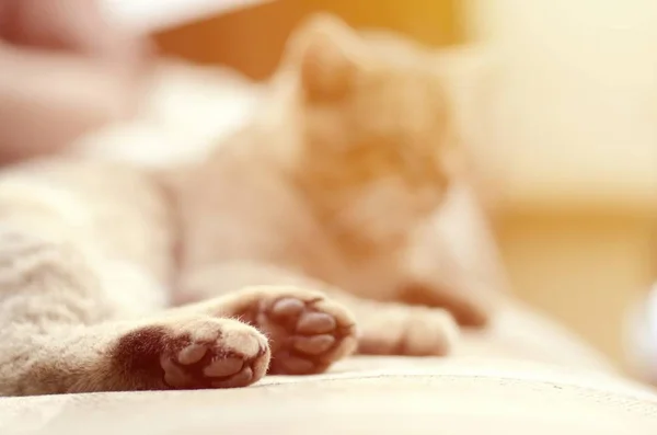 Triste gato tabby deitado em um sofá macio ao ar livre e descansando com a pata em foco — Fotografia de Stock