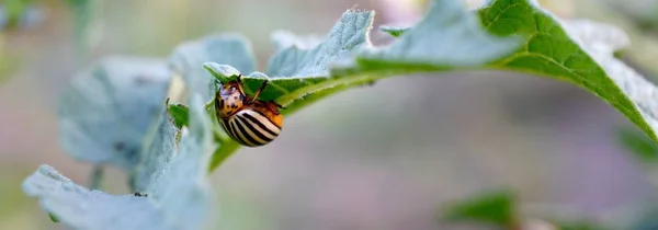 Colorado bramborový brouk Leptinotarsa decemlineata Say plazená na hrnce — Stock fotografie