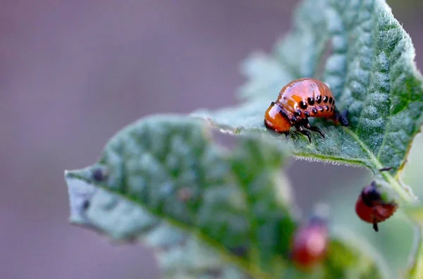 Colorado potato beetle larvae eat leaf of young potato