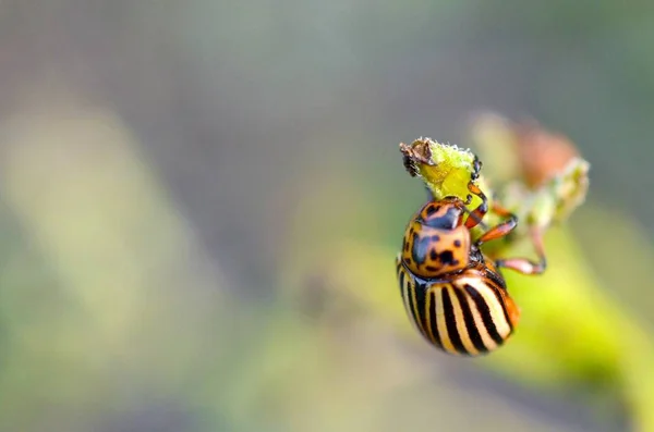 Scarabeo della patata del Colorado Leptinotarsa decemlineata che striscia sul vaso — Foto Stock