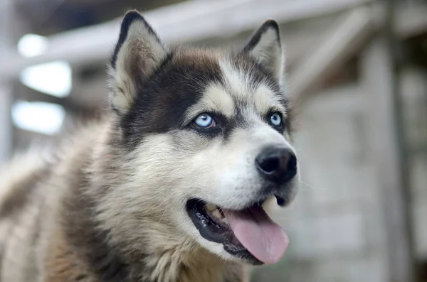 Arctic Malamute avec les yeux bleus portrait museau de près. C'est un type natif de chien assez grand — Photo