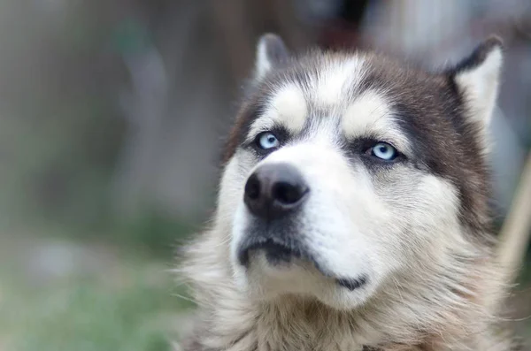 Orgulloso guapo perro joven husky con la cabeza en el perfil sentado en el jardín —  Fotos de Stock