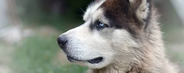 Arktická Malamute s modrými oči ústí na portrét zblízka. Tohle je docela velký typ psa — Stock fotografie