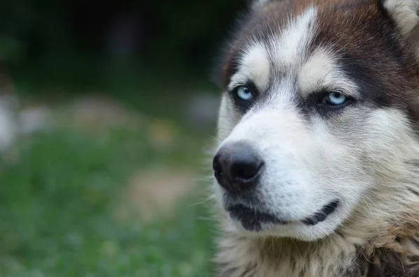 Sarkvidéki Malamute kék szeme szájkosár portré közelről. Ez egy meglehetősen nagy kutya natív típusú — Stock Fotó