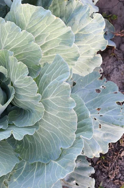 Green cabbage maturing head growing in vegetable farm — Stock Photo, Image