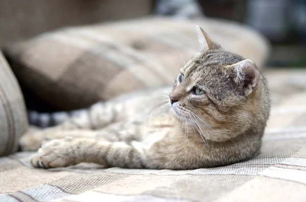 Close-up de um gato triste e preguiçoso dormindo no sofá ao ar livre à noite — Fotografia de Stock