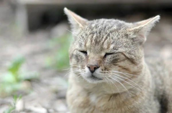 Triste bozal retrato de un gato de rayas grises con ojos verdes, enfoque selectivo —  Fotos de Stock