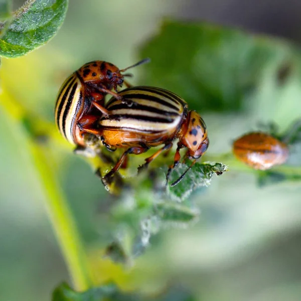 Colorado kevers paring tijdens de vergadering op een aardappelstruik — Stockfoto