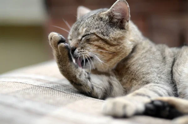 Retrato de gato tabby sentado e lambendo o cabelo ao ar livre e encontra-se no sofá marrom — Fotografia de Stock