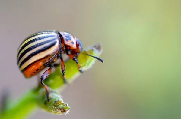 Kolorado Kartoffelkäfer leptinotarsa decemlineata kriecht auf Topf — Stockfoto