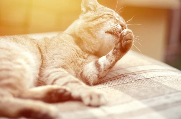 Retrato de gato tabby sentado y lamiéndose el pelo al aire libre y tumbado en un sofá marrón — Foto de Stock