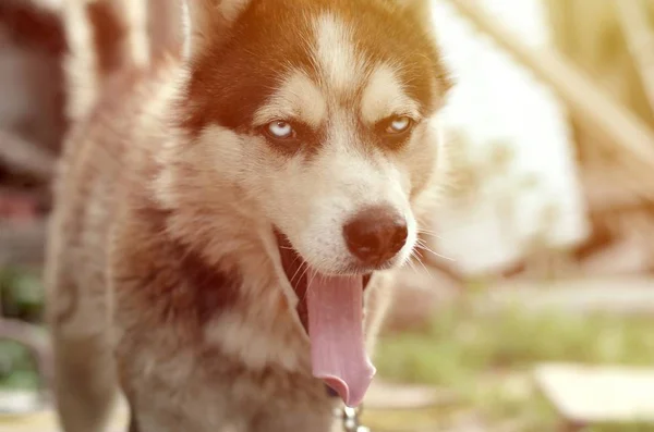 Sleepy husky dog funny yawns with wide open mouth and long tongue