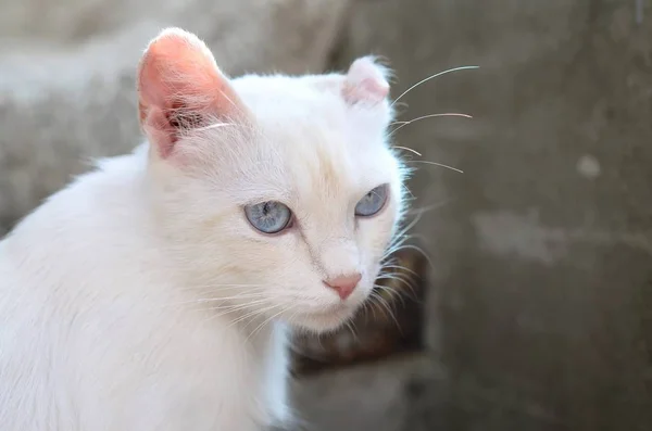 ターコイズブルーの目とピンクの欠陥のある耳を持つ純粋な白い猫 — ストック写真