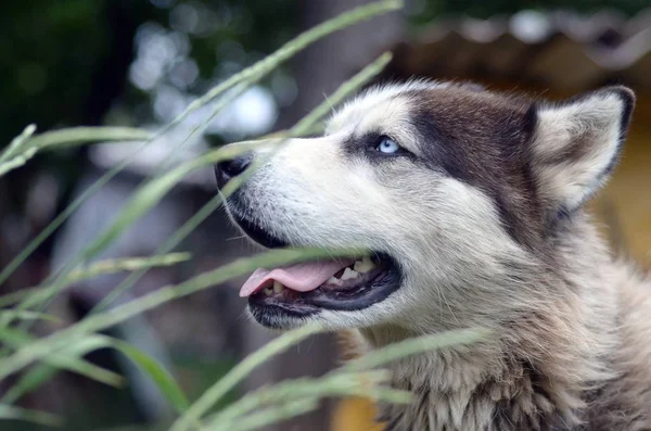 Arctic Malamute con ojos azules bozal retrato de cerca a través de los tallos de hierba verde con enfoque selectivo —  Fotos de Stock