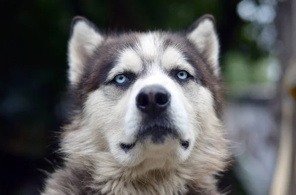 Büszke jóképű fiatal husky kutya fejjel profil ül a kertben — Stock Fotó