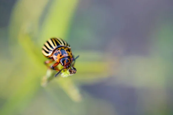 Escarabajo de la patata de Colorado Leptinotarsa decemlineata arrastrándose sobre hojas de patata — Foto de Stock