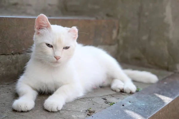 Gatto bianco sdraiato e dormire su scale di cemento all'aperto — Foto Stock