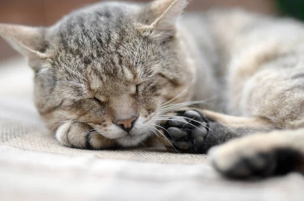 Zamknąć w górę z a smutny i leniwy Tabby kot drzemiący na The tapczan na dworze w wieczór — Zdjęcie stockowe