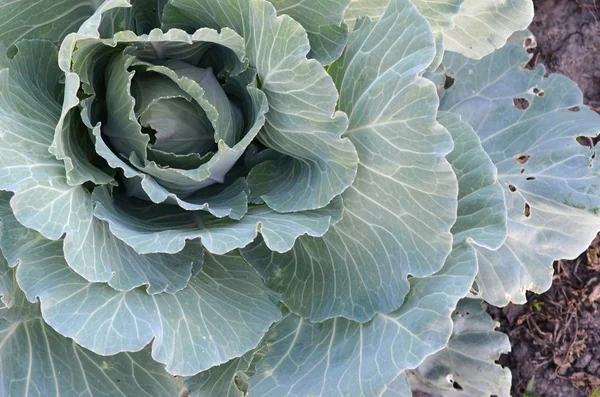 Green cabbage maturing head growing in vegetable farm — Stock Photo, Image