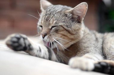 Tabby kedi portre oturma ve açık havada saçlarını yalama ve kahverengi kanepede yatıyor