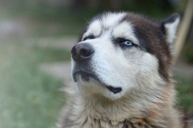 Bahçede oturan profil baş ile Gururlu yakışıklı genç husky köpek
