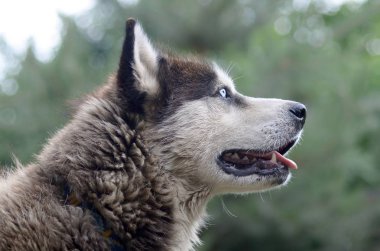 Arctic Malamute mavi gözlü namlu portre yakın. Bu oldukça büyük bir köpek yerli türüdür