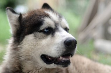 Arctic Malamute mavi gözlü namlu portre yakın. Bu oldukça büyük bir köpek yerli türüdür