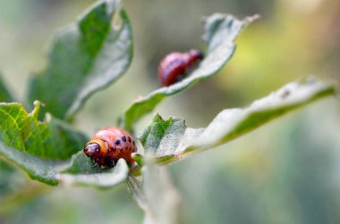 Colorado patates böceği larvaları genç patates yaprağı yemek