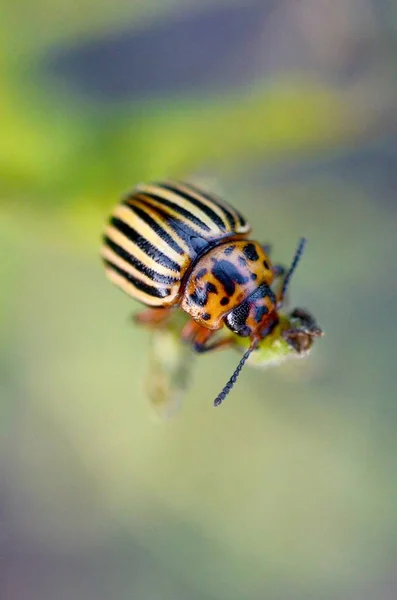 Colorado potato escarabajo Leptinotarsa decemlineata arrastrándose en olla — Foto de Stock